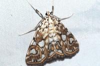 Elophila nymphaeata
