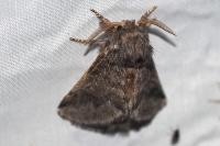 Thaumetopoea processionea
