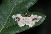 Ligdia adustata