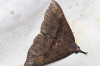 Hypena proboscidalis