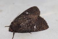 Mesapamea secalella/secalis