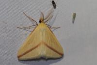 Rhodometra sacraria