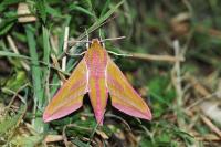 Deilephila elpenor