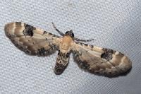 Eupithecia centaureata