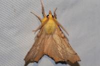 Ennomos alniaria