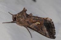 Autographa gamma