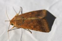 Helicoverpa armigera