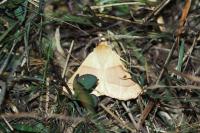 Crocallis elinguaria