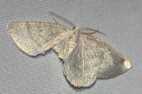 Cabera exanthemata
