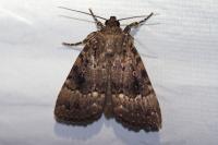 Amphipyra pyramidea
