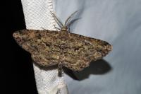 Peribatodes rhomboidaria