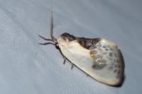 Cilix glaucata