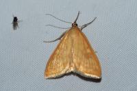 Sitochroa verticalis