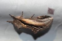 Pheosia tremula