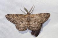 Hypomecis punctinalis