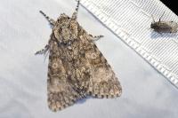 Acronicta megacephala