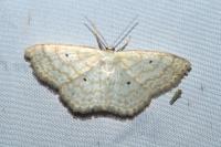 Scopula immutata