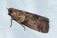 Acrobasis consociella
