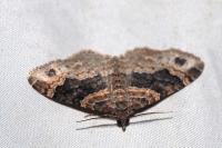 Xanthorhoe ferrugata