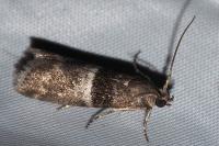 Elegia similella