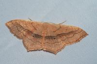 Scopula imitaria
