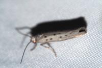 Yponomeuta sedella