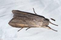Cucullia umbratica