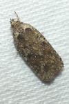 Agonopterix ciliella/heracliana