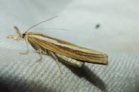 Agriphila tristella