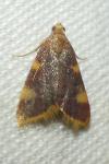 Hypsopygia costalis
