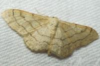 Idaea aversata