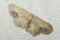 Idaea dimidiata