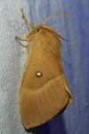 Lasiocampa quercus