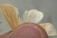 Mythimna pallens