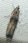 Nephopterix angustella