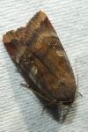 Noctua janthe
