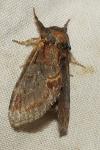 Notodonta dromedarius