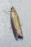Oncocera semirubella