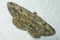 Peribatodes rhomboidaria