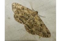 Peribatodes rhomboidaria