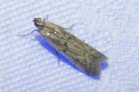 Phycitodes
