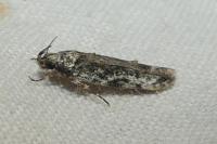 Psoricoptera