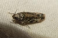 Psoricoptera