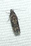 Psoricoptera