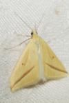Rhodometra sacraria