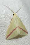 Rhodometra sacraria