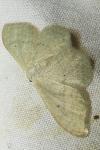 Idaea straminata