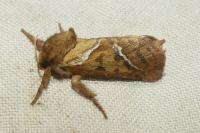 Triodia sylvina