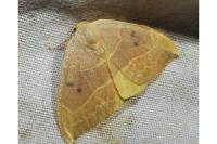 Watsonalla binaria