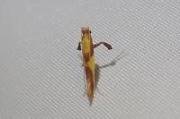 Caloptilia alchimiella